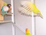 African Lovebird photos in motion - Agapornis -  33 of 47