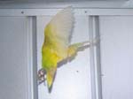 African Lovebird photos in motion - Agapornis -  34 of 47