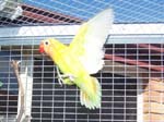 African Lovebird photos in motion - Agapornis -  36 of 47