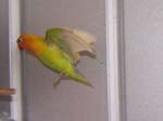 African Lovebird photos in motion - Agapornis -  38 of 47