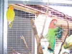 African Lovebird photos in motion - Agapornis -  39 of 47