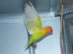 African Lovebird photos in motion - Agapornis -  42 of 47
