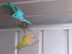 African Lovebird photos in motion - Agapornis -  43 of 47
