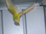 African Lovebird photos in motion - Agapornis -  45 of 47