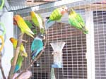 African Lovebird photos in motion - Agapornis -  47 of 47