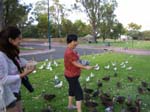 Feeding the birds at Neil Hawkins Park -  2 of 36