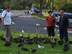 Feeding the birds at Neil Hawkins Park