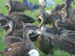 Feeding the birds at Neil Hawkins Park -  14 of 36