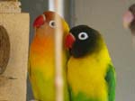 African Lovebird photos - Agapornis -  8 of 30