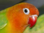 African Lovebird photos - Agapornis