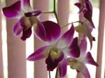 Eunices Orchids -  2 of 13