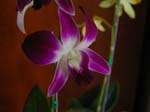 Eunices Orchids -  3 of 13