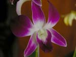 Eunices Orchids -  4 of 13