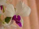Eunices Orchids -  8 of 13
