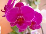 Eunices Orchids -  12 of 13