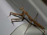 Photos of a Praying Mantis we found in our backyard.