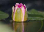 Water Lilly -  1 of 12