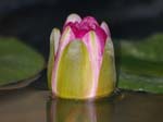 Some photos of the Water Lilly that we grew in a pond.