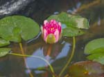 Water Lilly -  3 of 12