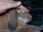 More pics of Chow Chow, the bunny -  3 of 42