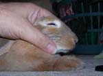 More pics of Chow Chow, the bunny