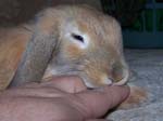 More pics of Chow Chow, the bunny -  5 of 42