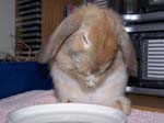 More pics of Chow Chow, the bunny -  24 of 42