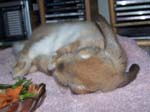 More pics of Chow Chow, the bunny -  26 of 42