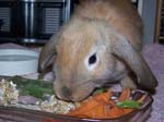 More pics of Chow Chow, the bunny -  27 of 42