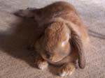 More pics of Chow Chow, the bunny -  38 of 42