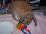 More pics of Chow Chow, the bunny -  40 of 42