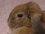 Some photos of Chow Chow, the rabbit.