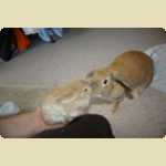 Chow Ching (Cacing), another rabbit -  40 of 54