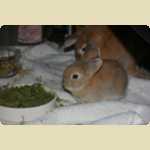 Chow Ching (Cacing), another rabbit