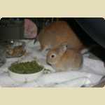Chow Ching (Cacing), another rabbit -  44 of 54