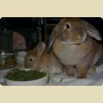 Chow Ching (Cacing), another rabbit -  47 of 54
