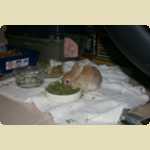 Chow Ching (Cacing), another rabbit -  49 of 54