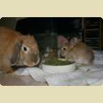 Chow Ching (Cacing), another rabbit -  50 of 54