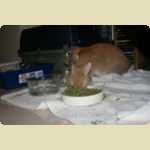 Chow Ching (Cacing), another rabbit -  53 of 54