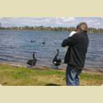 Swans at Lake Monger -  5 of 42