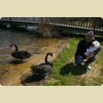 Swans at Lake Monger -  15 of 42