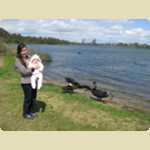 Swans at Lake Monger -  19 of 42