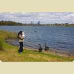 Swans at Lake Monger