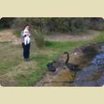 Swans at Lake Monger