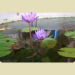 Water Lillies Bloom
