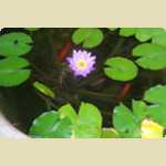 Flash movie of a water lily flowering
