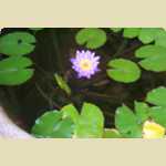 Flash movie of a water lily flowering