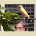 New birds in the Aviary -  43 of 78