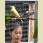 New birds in the Aviary -  45 of 78