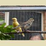 New birds in the Aviary -  47 of 78